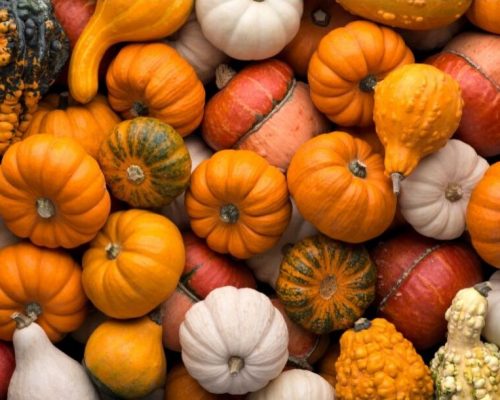 Pumpkin-2 pumpkins